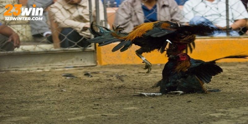 Bí quyết hay giúp thắng khi cá cược Đá gà cựa dao