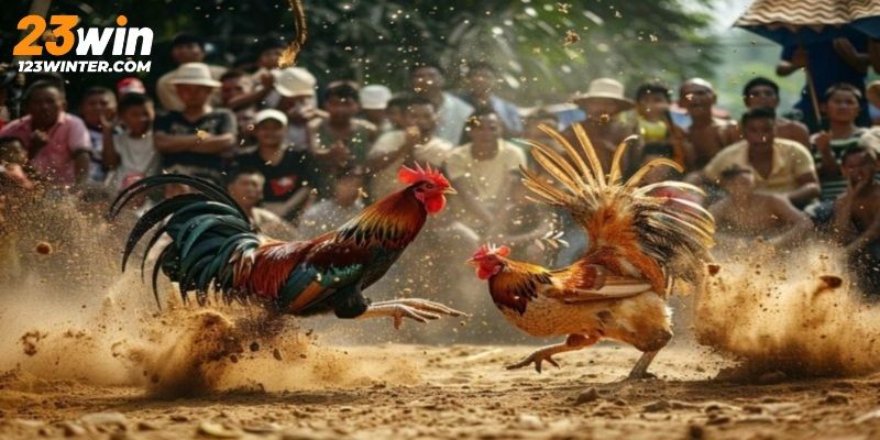 Đá gà cựa dao là hình thức giải trí hấp dẫn khi giải trí