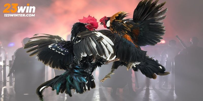 Hội viên tận hưởng các lợi ích từ nhà cái cá cược